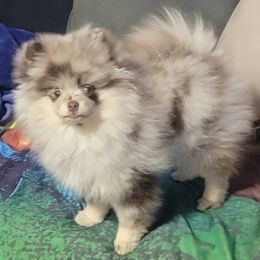 Daemon - Pomeranian