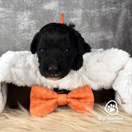 Hero - Black male Goldendoodle puppy in Utah County, Utah from Big Hearted Breeders