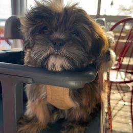 Lion - Liver male Shih Tzu puppy in Tennessee from Cutshall Babies