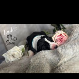 Dolce - Black and white female Great Dane puppy in Liberty, New York from Catskills Greatest Danes