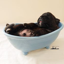 Boxer Puppies from Black Beauties Boxers