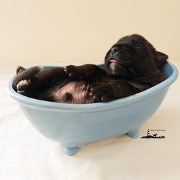 Boxer Puppies from Black Beauties Boxers