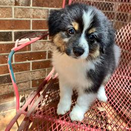 Boy 2 - Black tri-color male Australian Shepherd puppy in Douglas, Georgia from Big Mama’s Beauties