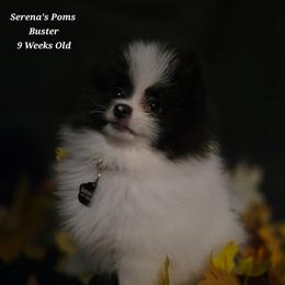 Buster - Black parti male Pomeranian puppy in Sanford, Florida from Serena's Poms
