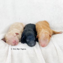 Cavalier King Charles Spaniel, Cavapoo, and Poodle Puppies from Red Skye Cavaliers and Cavapoos