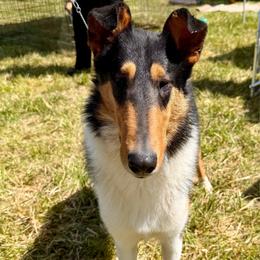 Nolan - Collie