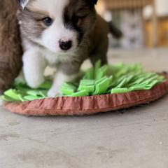 Icelandic Sheepdog Puppies from Hjarta Icelandics