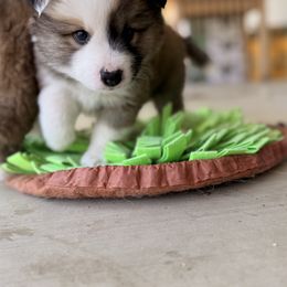 Icelandic Sheepdog Puppies from Hjarta Icelandics