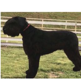Star - Giant Schnauzer