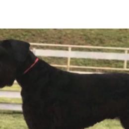 Star - Giant Schnauzer