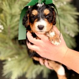 Boy 4 - Tri-color male Bernedoodle puppy in Salt Lake County, Utah from Coco Avenue Pups