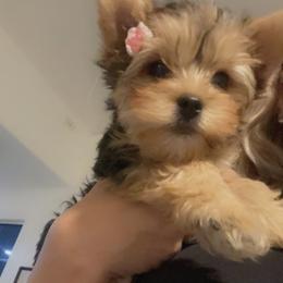 Yorkshire Terrier Puppies from Sugar & Spice Yorkies