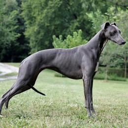 Astraea - Whippet