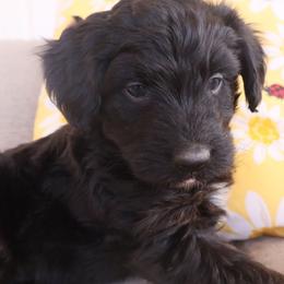 Ace - Black tri-color male Aussiedoodle puppy in Apache Junction, Arizona from Loving Doodle