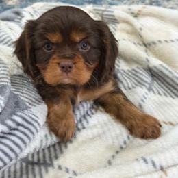 Winston - Chocolate male Cavalier King Charles Spaniel puppy in Laurel, Mississippi from Malu Lani Cavaliers