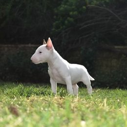 Miniature Bull Terrier Puppies from Joyful miniature bull terriers