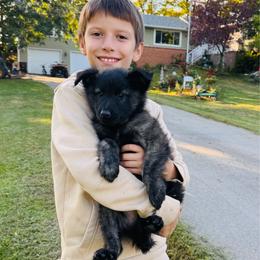 Gilbert - Silver brindle male Dutch Shepherd puppy in Hastings, Minnesota from Century Hills Farm