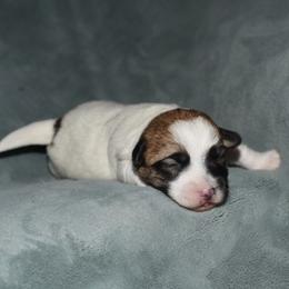 Paige Girl 2 - White and tan female Russell Terrier puppy in Middletown, Virginia from DBF Russell Terriers