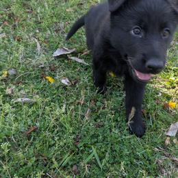 German Shepherd Puppies from Evergreen Shepherds