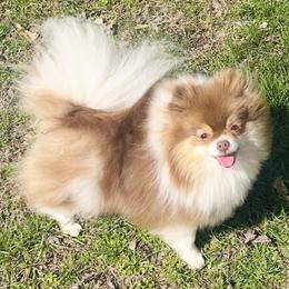 Star - Pomeranian