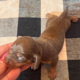 Leah - Chocolate and tan female Dachshund puppy in Corbin, Kentucky from Doxie Dapples