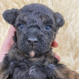Phantom black and red male toy poodle - Phantom male Poodle puppy in Niota, Tennessee from Furbaby Blessing AKC Toy Poodles