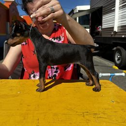 Girl 3 - Manchester Terrier puppy from Tango Kennels