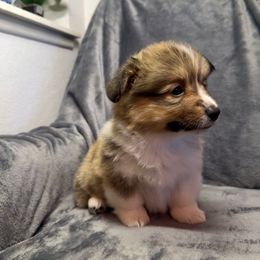 Blue - Sable male Pembroke Welsh Corgi puppy in Moreno Valley, California from Playful Corgis