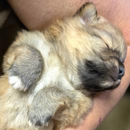 Mr Tubs - Cream sable male Pomeranian puppy in Davenport, Washington from Lovely Ladies and Little Asses Miniature Equines (L3A Pomeranians & Papillons)
