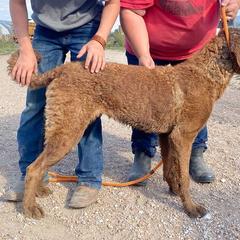 Chesapeake Bay Retriever and West Highland White Terrier Puppies from BlueBelle's Canine Companions