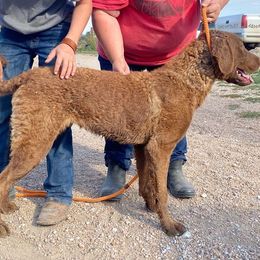 Chesapeake Bay Retriever and West Highland White Terrier Puppies from BlueBelle's Canine Companions