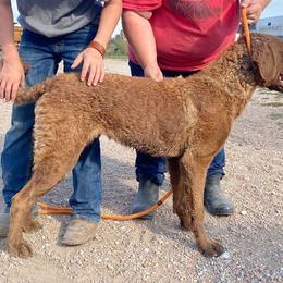 Chesapeake Bay Retriever and West Highland White Terrier Puppies from BlueBelle's Canine Companions