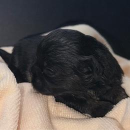 Dobie Girl - Black and tan female Shih Tzu puppy in Albany, New York from Precious Shihpoo’s and Luxurious Shih Tzu’s