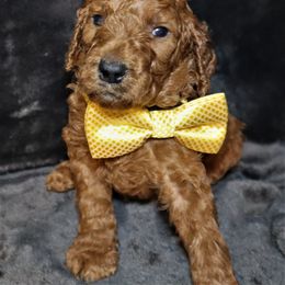 Goldendoodle Puppies from Angie's goldendoodles