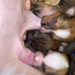 Chinese Crested Puppies from Cosmopawlitan
