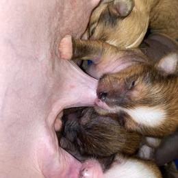Chinese Crested Puppies from Cosmopawlitan
