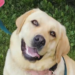 Jade - Labrador Retriever
