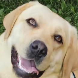 Jade - Labrador Retriever