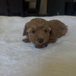 Cherry - Red female Maltipoo puppy in San Diego, California from Maltipoos SD