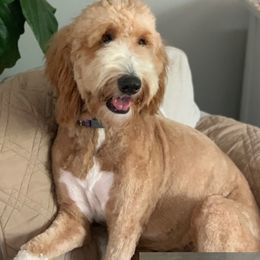 Maddie - Goldendoodle