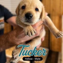 Tucker - Yellow male Labrador Retriever puppy in Howards Grove, Wisconsin from Hunter’s Moon Retrievers
