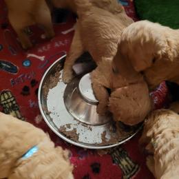 Goldendoodle Puppies from 3 Willows Goldendoodles