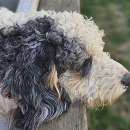 Bernedoodles from NLB Mini Bernedoodles