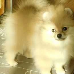 Pomeranians from Debbie Wilske