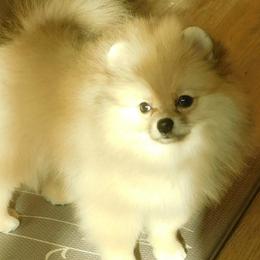 Pomeranians from Debbie Wilske