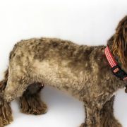 Assorted Doodle Crosses, Cavapoos, and Double Doodles from Daisy Pups