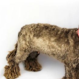 Assorted Doodle Crosses, Cavapoos, and Double Doodles from Daisy Pups