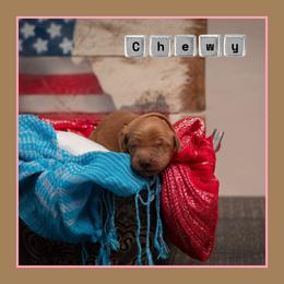 Chewy - Dark golden female Golden Retriever puppy in Driggs, Idaho from SK Golden Retrievers