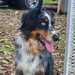 Fern - Australian Shepherd