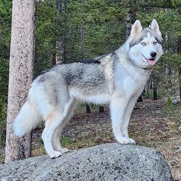 Siberian Huskies from Kim's Huskies
